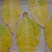 миниатюра поста