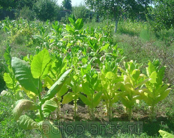 плантация табака 9 августа 2019