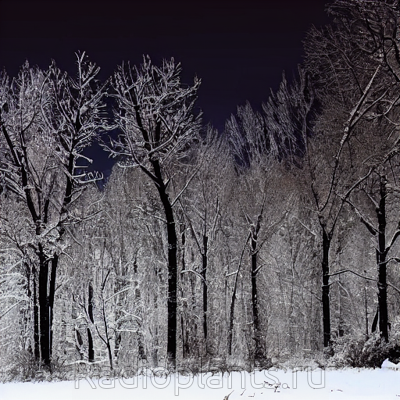 winter, moon, night, forest