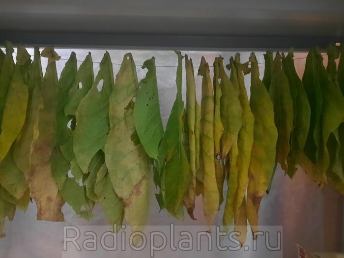 начало выжелчивания