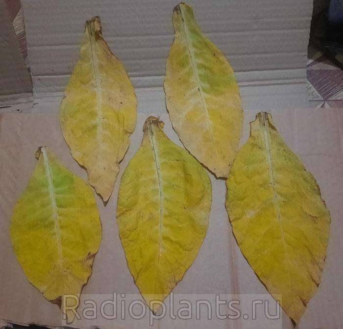 нормально выжелченные листья