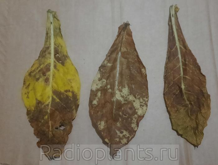 сгнившие листья