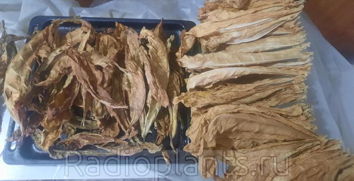 вирджиния 202 после сушки