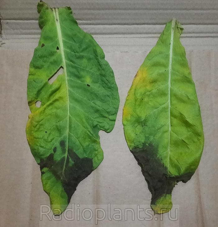 высохли раньше времени