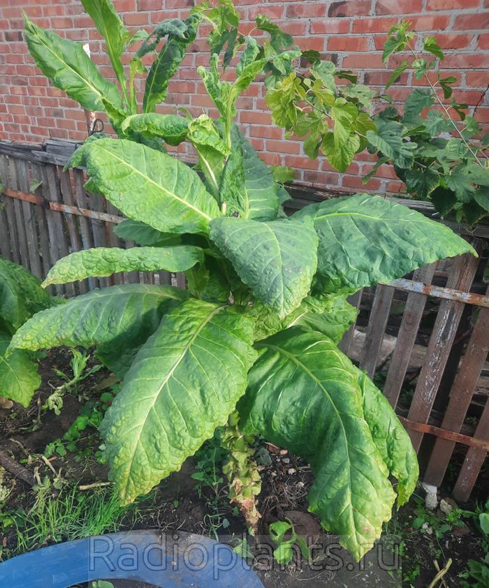 якобы yellow twist bud