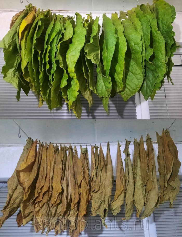 ytb через 2 месяца сушки