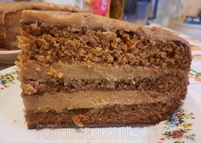 торт в разрезе